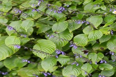 Rhynchoglossum notonianum